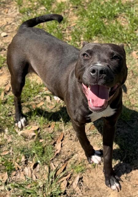 Enlarge LIZA, a Adoptable Pit Bull Terrier in Augusta, GA image 1/1