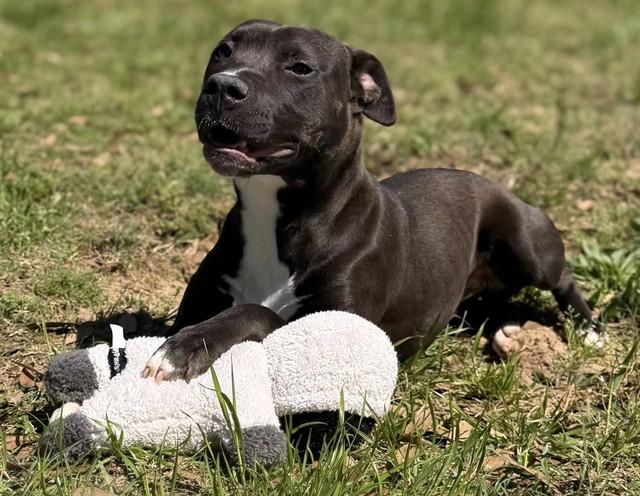 LIZA, Adoptable, Young Female Pit Bull Terrier.