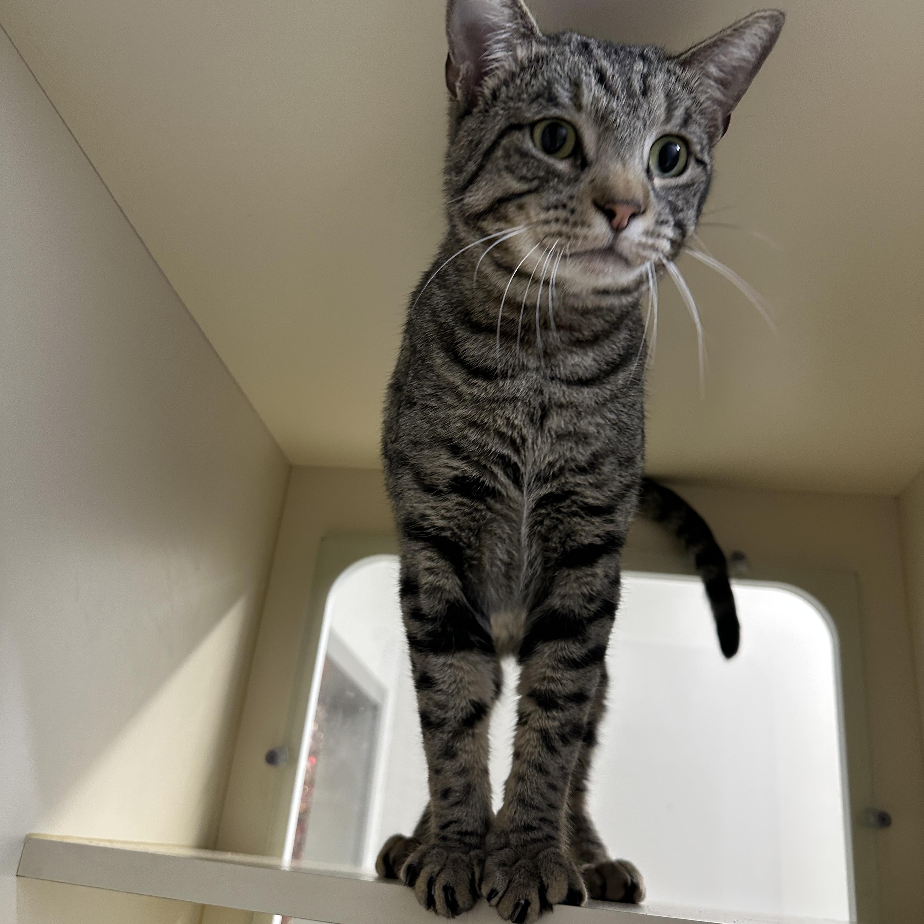 Sabbath, Adoptable, Adult Male Domestic Short Hair.