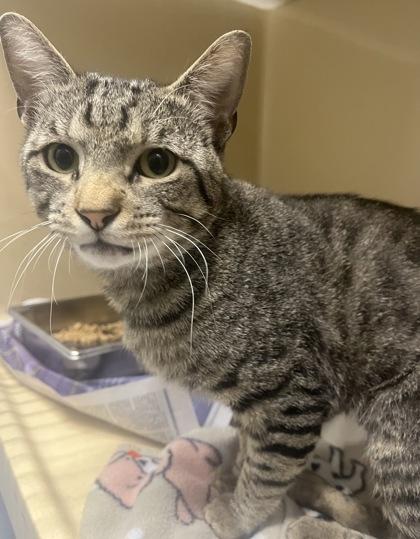 Sabbath, Adoptable, Adult Male Domestic Short Hair.