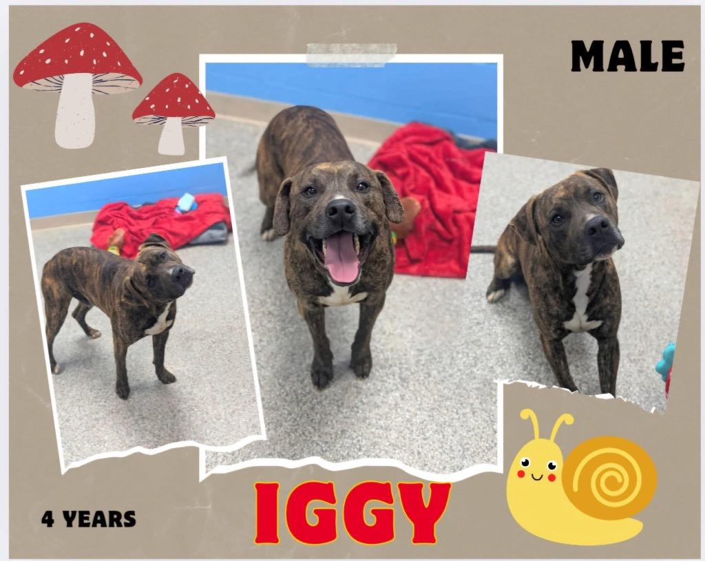 Enlarge Iggy, a Adoptable mixed breed in Blountville, TN image 1/2