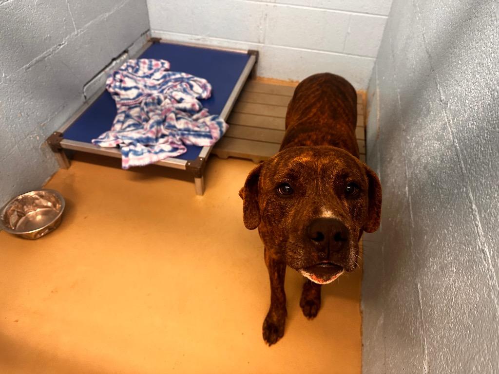 Enlarge Iggy, a Adoptable mixed breed in Blountville, TN image 2/2