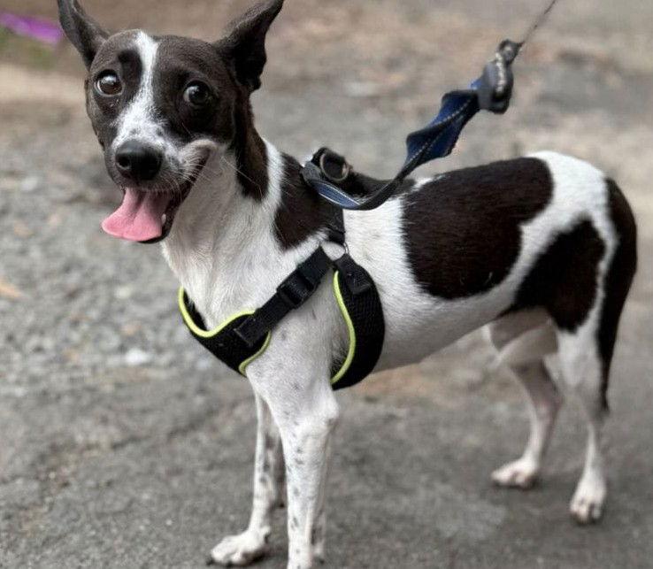 Cataleya, Adoptable, Adult Female Terrier & Chihuahua.