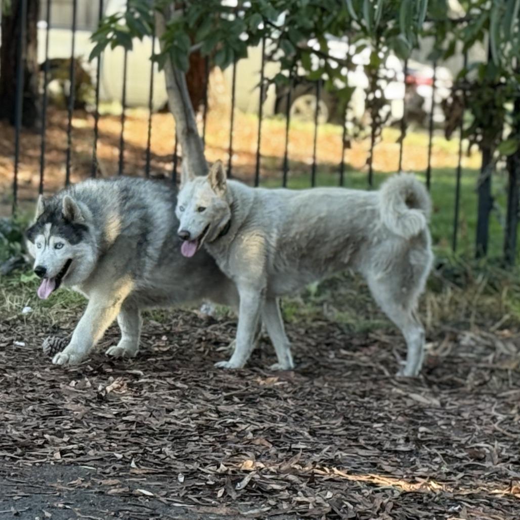 Enlarge Loki (bonded with Quinn), a Adoptable mixed breed in San Francisco, CA image 1/6