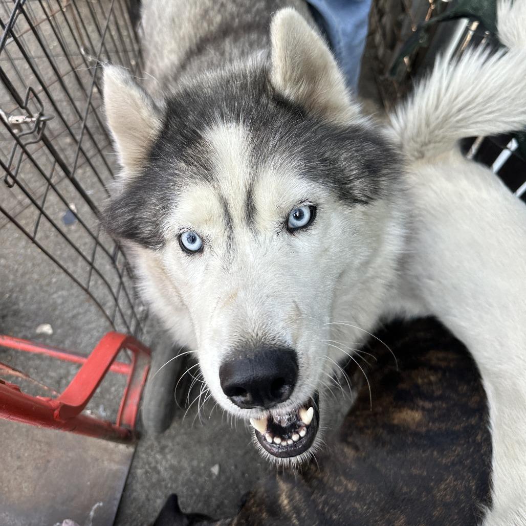 Enlarge Loki (bonded with Quinn), a Adoptable mixed breed in San Francisco, CA image 2/6