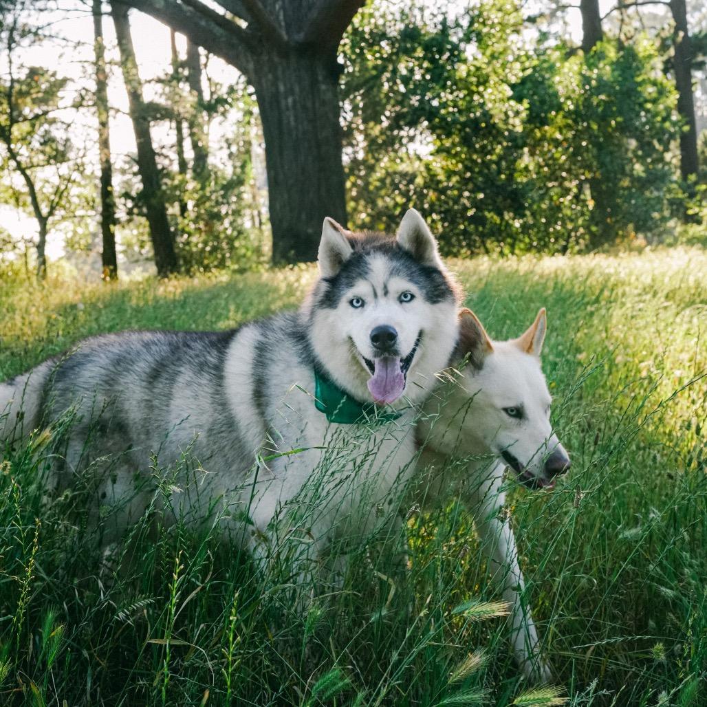 Enlarge Loki, a Adoptable mixed breed in San Francisco, CA image 2/6