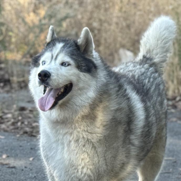 Enlarge Loki, a Adoptable mixed breed in San Francisco, CA image 3/6