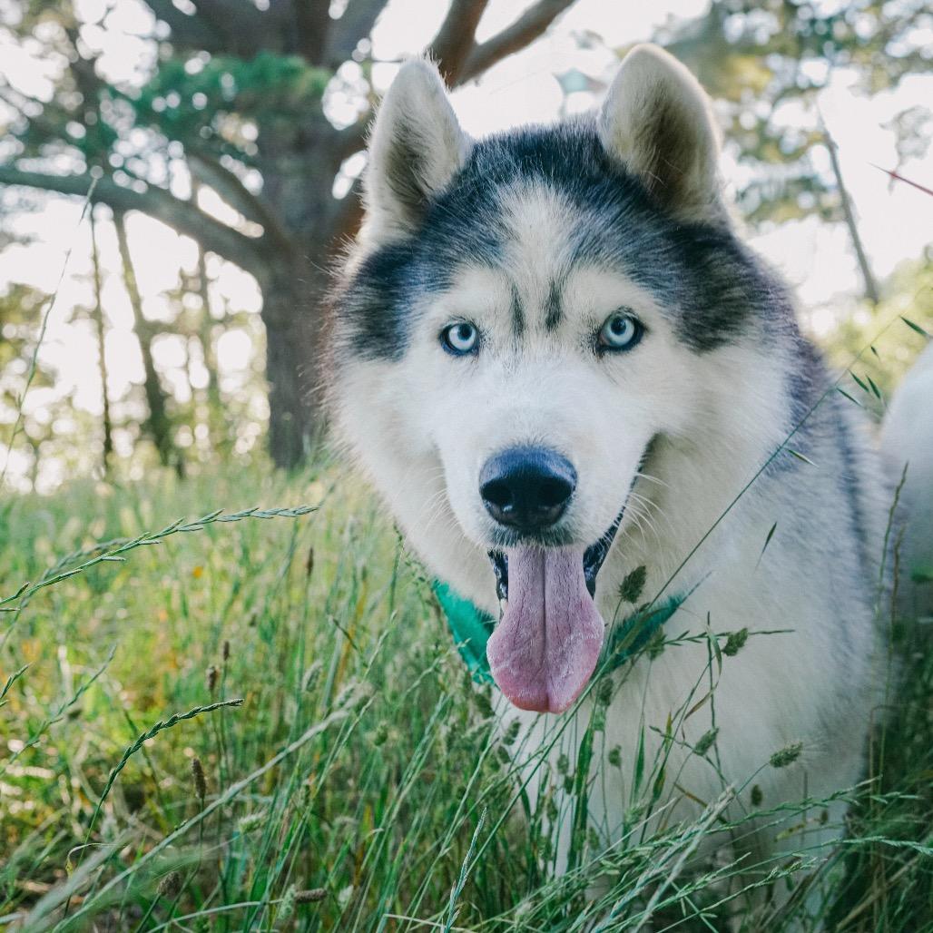 Enlarge Loki, a Adoptable mixed breed in San Francisco, CA image 4/6