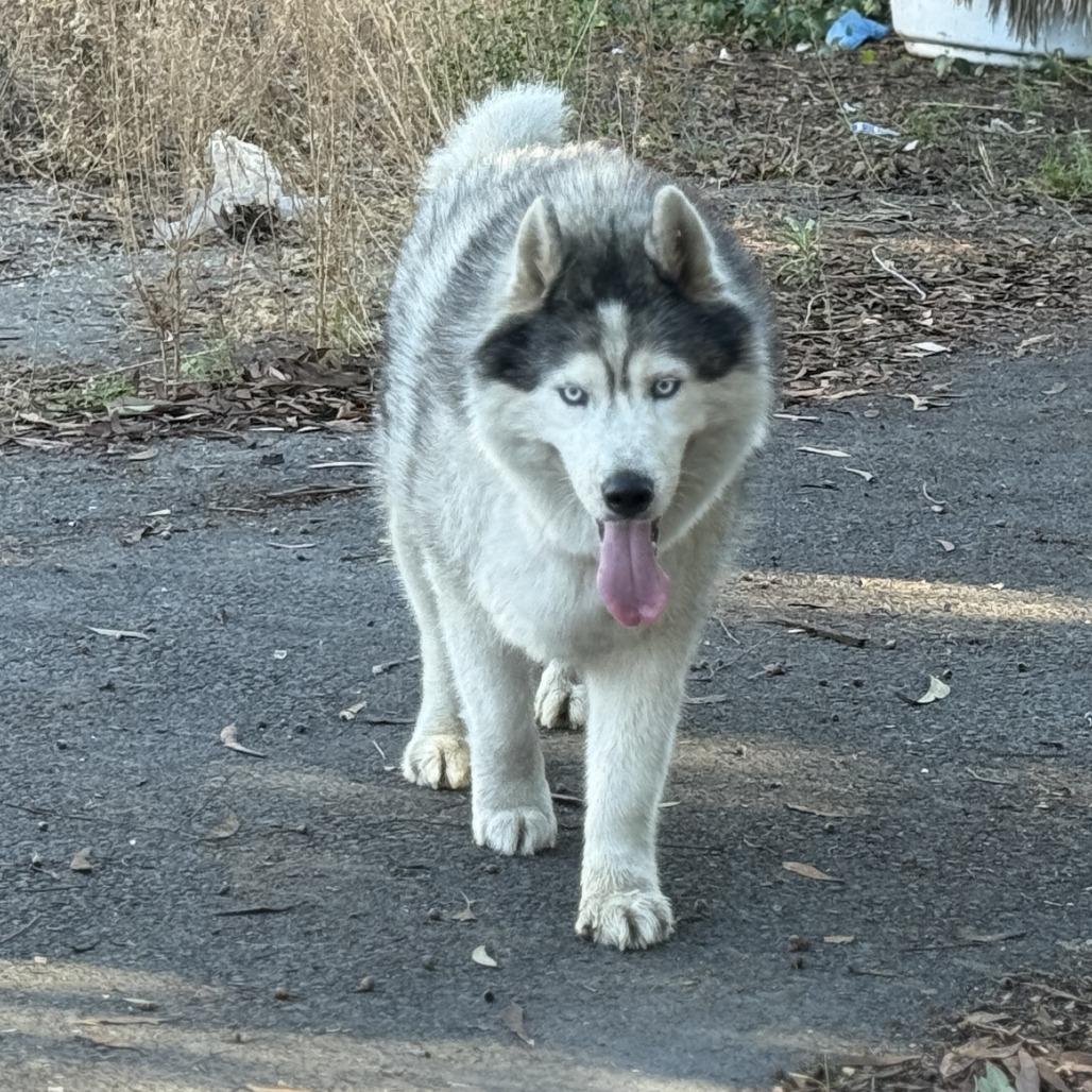 Enlarge Loki (bonded with Quinn), a Adoptable mixed breed in San Francisco, CA image 3/6