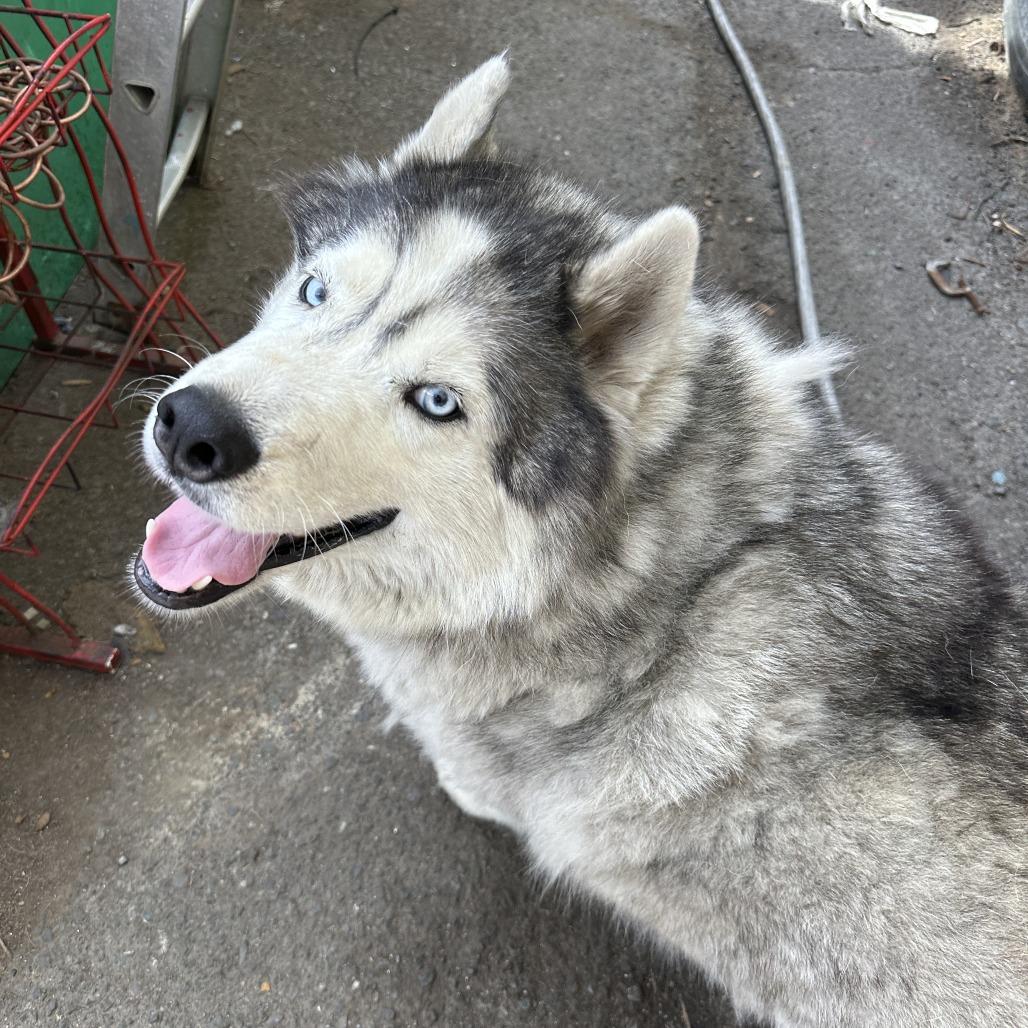 Enlarge Loki (bonded with Quinn), a Adoptable mixed breed in San Francisco, CA image 5/6