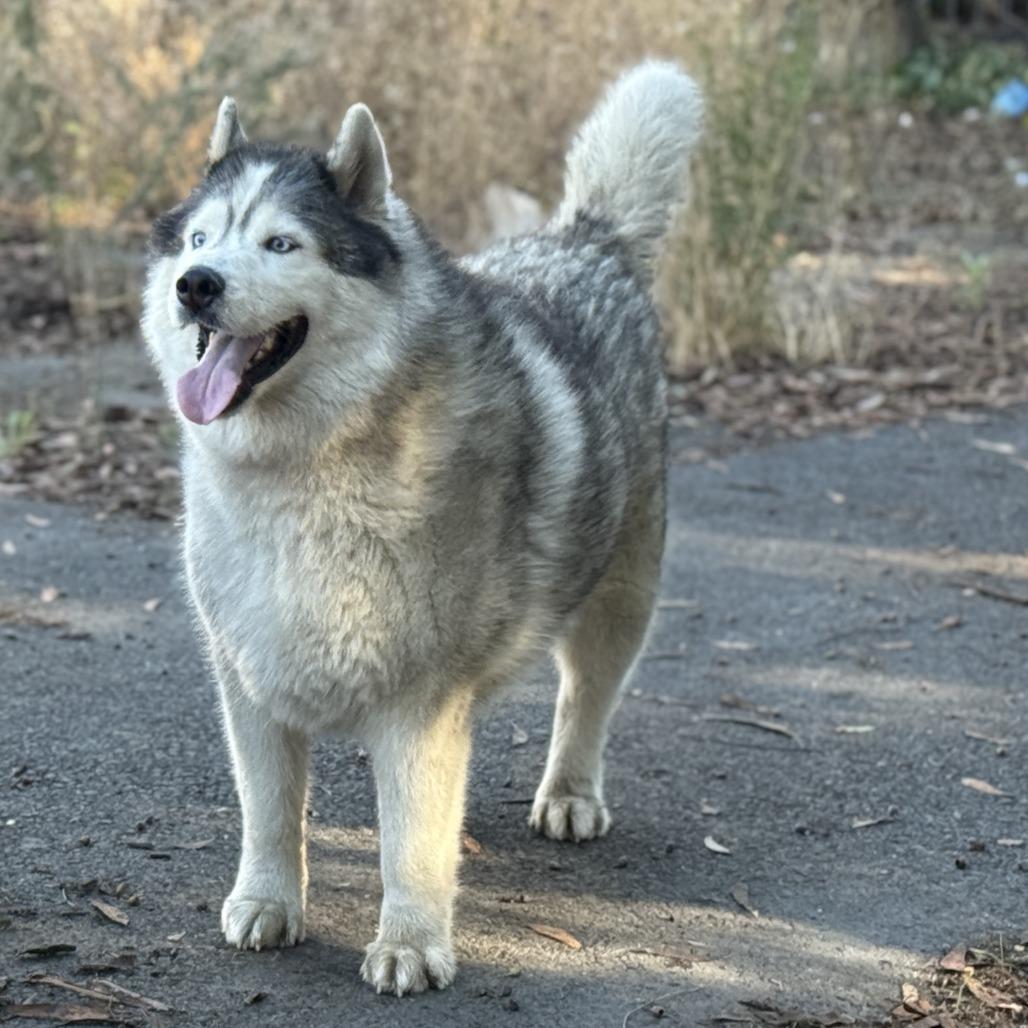 Enlarge Loki (bonded with Quinn), a Adoptable mixed breed in San Francisco, CA image 6/6