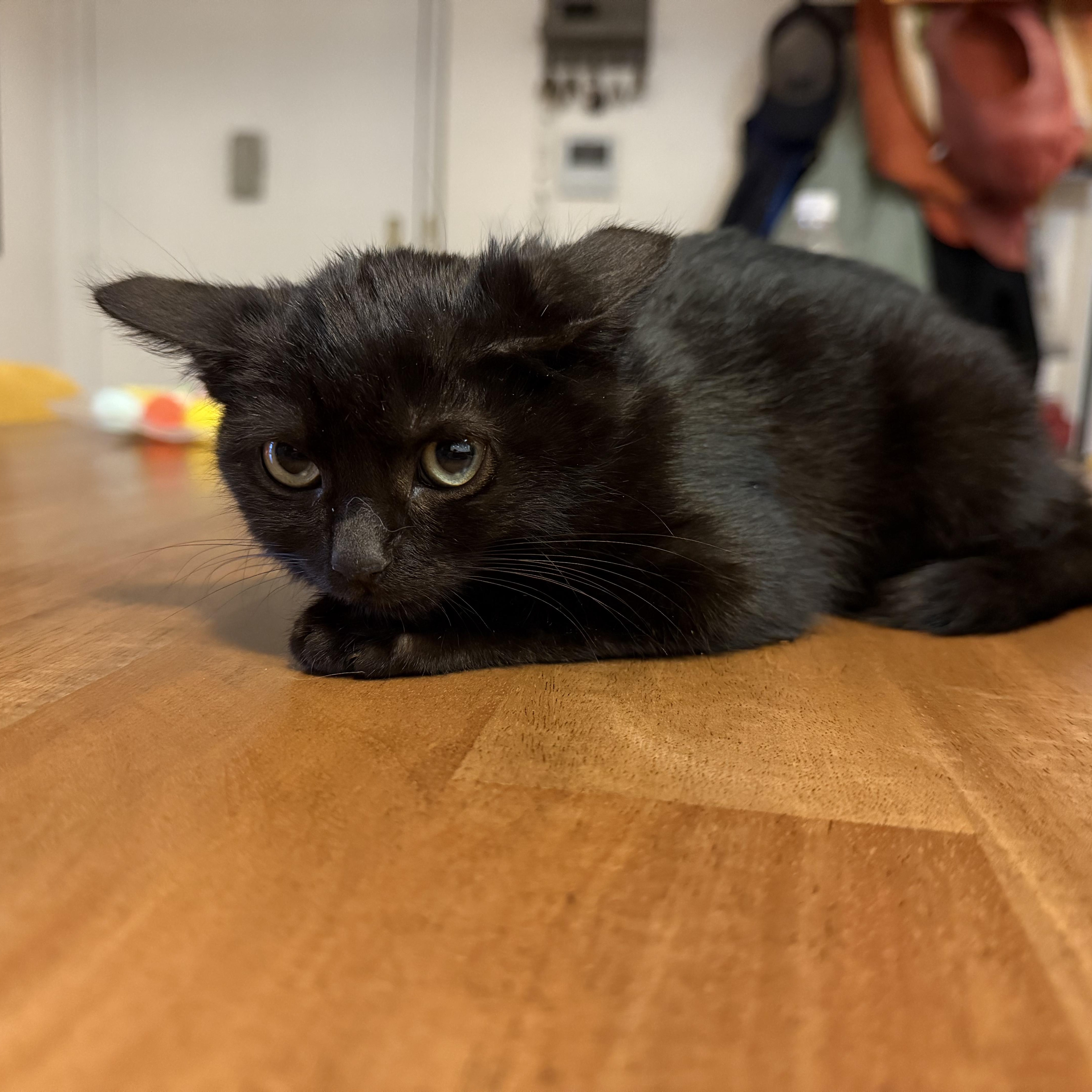 Enlarge Jinx (a/k/a Jalapeño) bonded to Binx, a Adoptable Domestic Short Hair in Long Island City, NY image 1/3