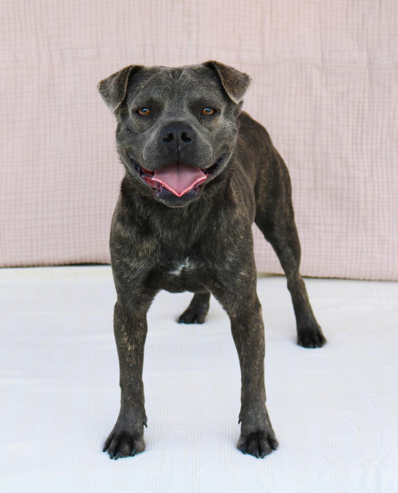 Enlarge MAX, a Adoptable Pit Bull Terrier in Pasadena, CA image 1/2