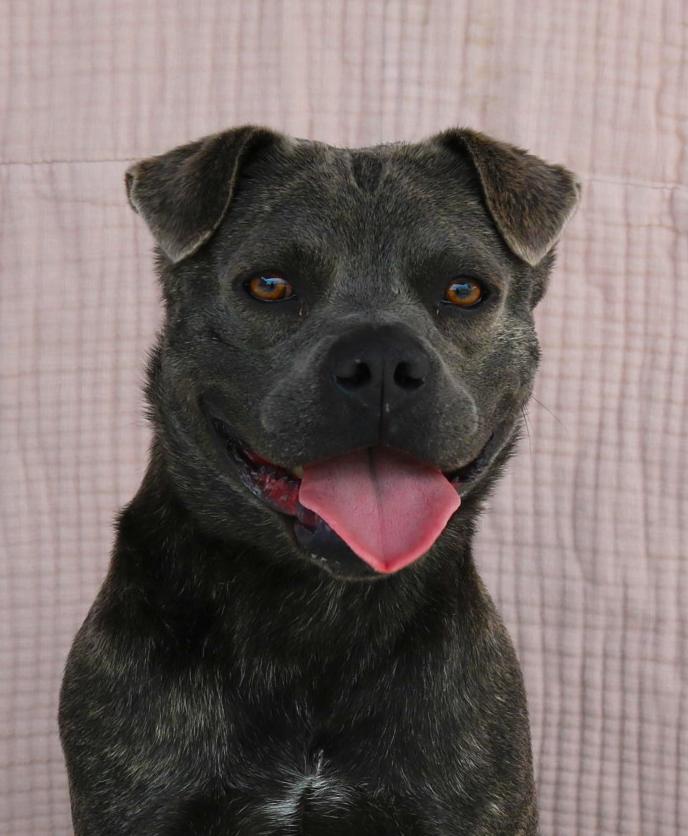 Enlarge MAX, a Adoptable Pit Bull Terrier in Pasadena, CA image 2/2