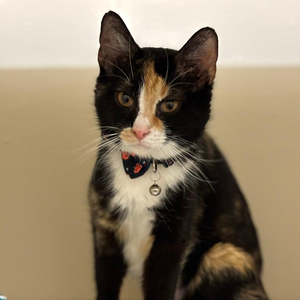 Dolly- $25 Bissell Sponsored Adoption Fee!, a Adoptable Domestic Short Hair in Staten Island, NY image 1/3
