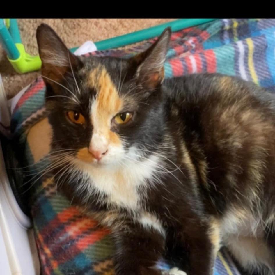 Dolly- $25 Bissell Sponsored Adoption Fee!, a Adoptable Domestic Short Hair in Staten Island, NY image 2/3