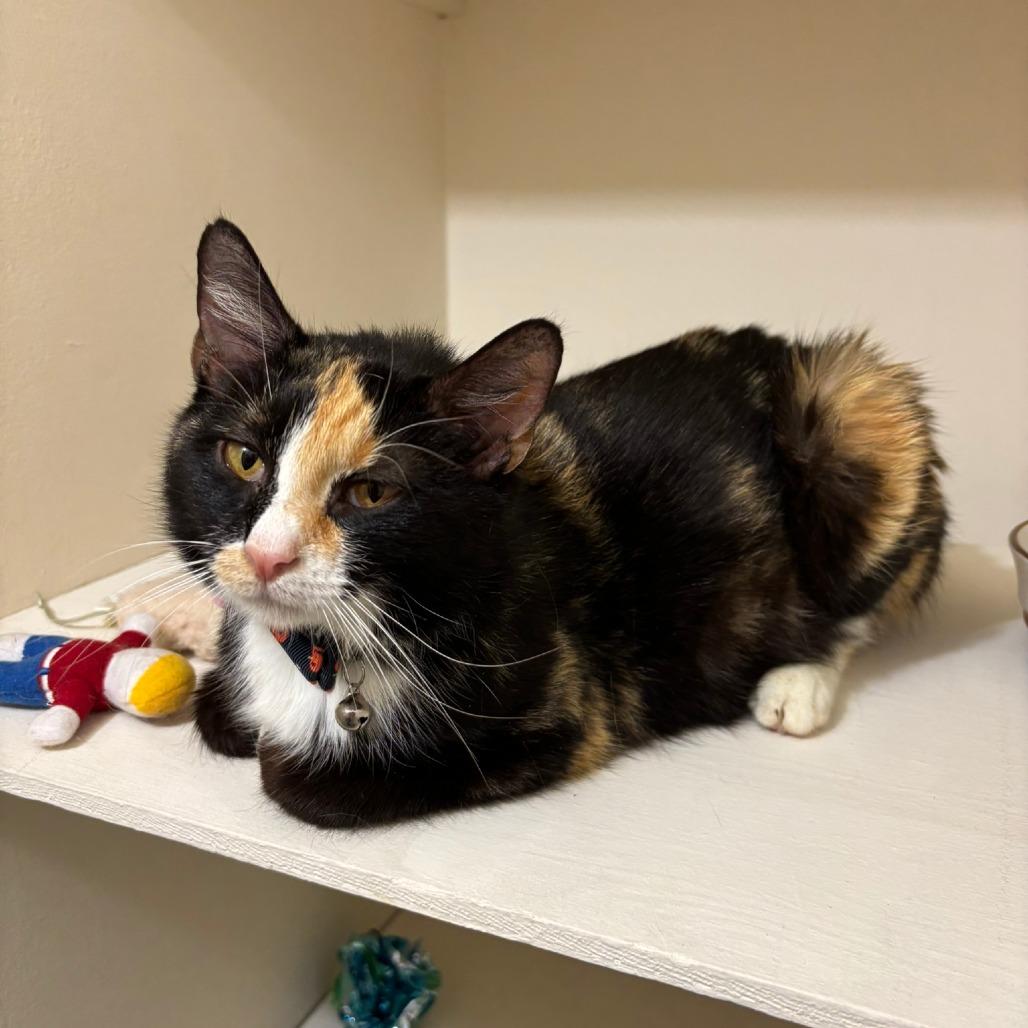 Dolly- $25 Bissell Sponsored Adoption Fee!, a Adoptable Domestic Short Hair in Staten Island, NY image 3/3