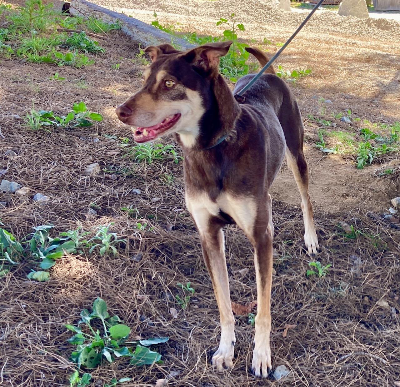 Kaia, an adoptable mixed breed in Camp Pendleton, CA image 6/6