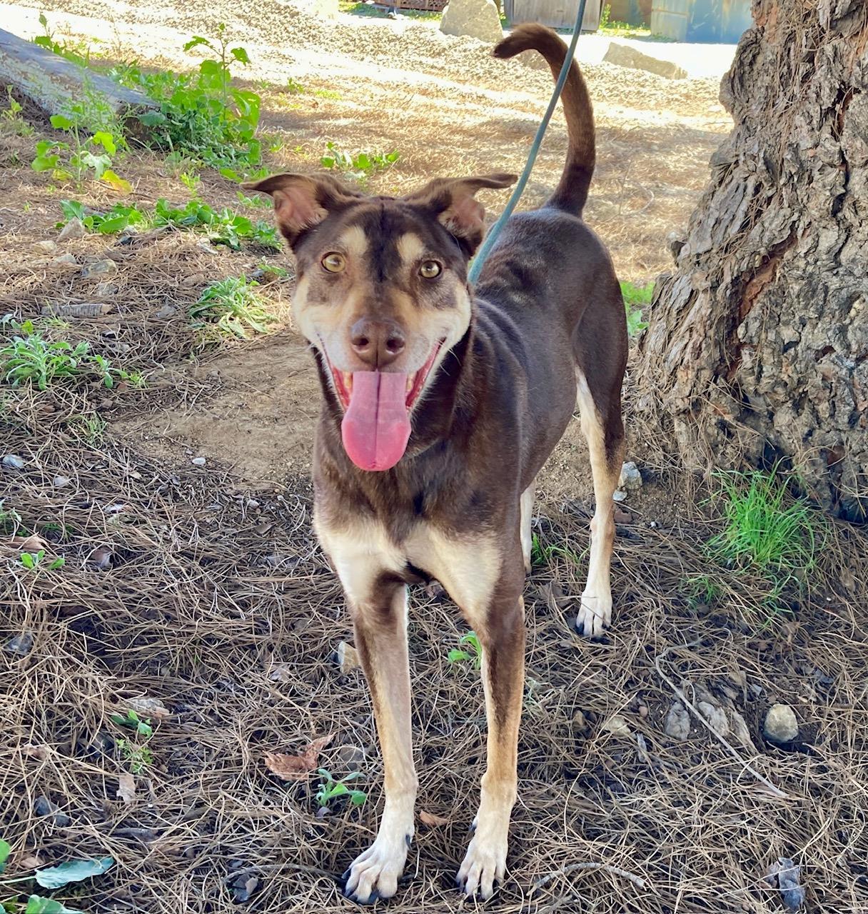Kaia, an adoptable mixed breed in Camp Pendleton, CA image 4/6