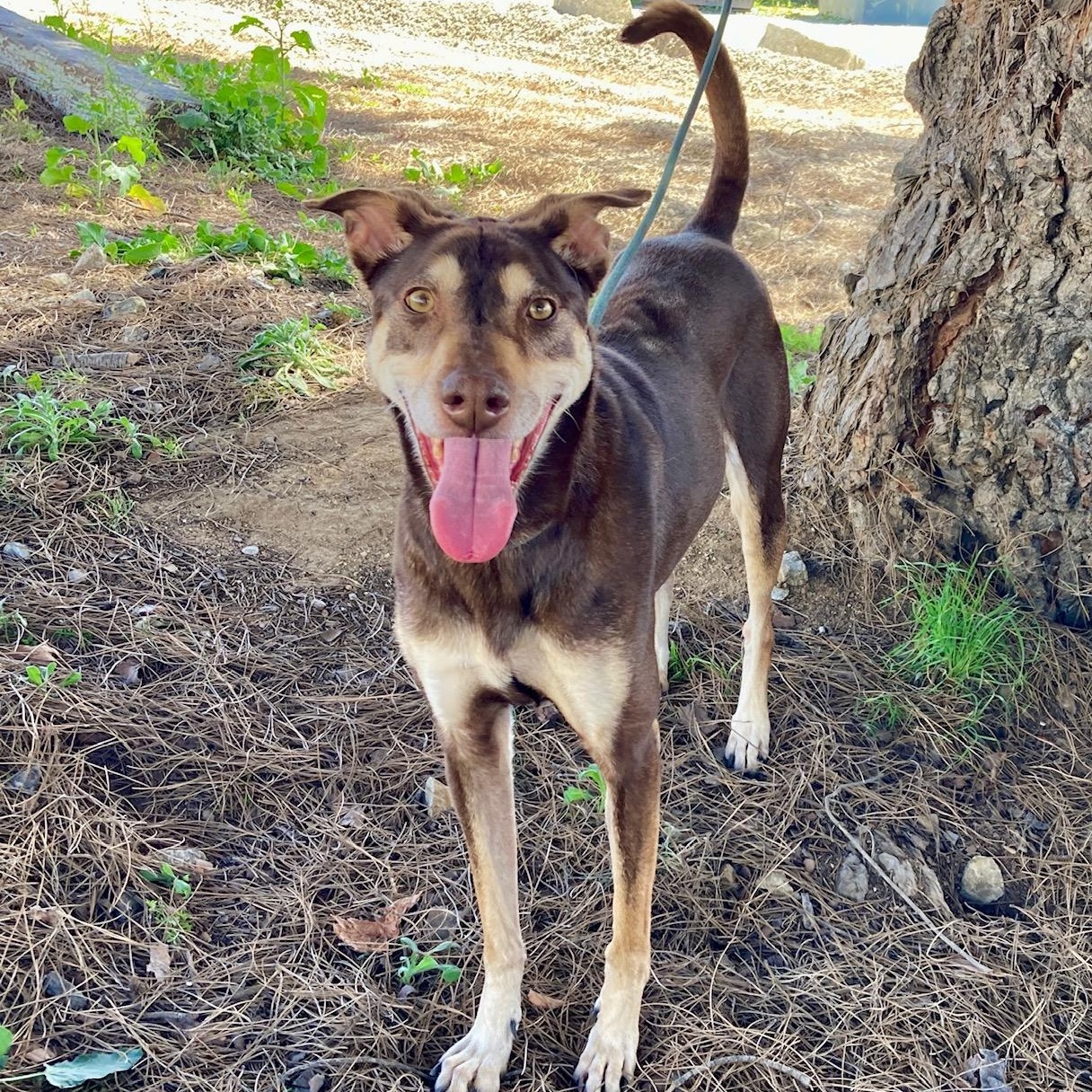 Kaia, an adoptable mixed breed in Camp Pendleton, CA image 1/6