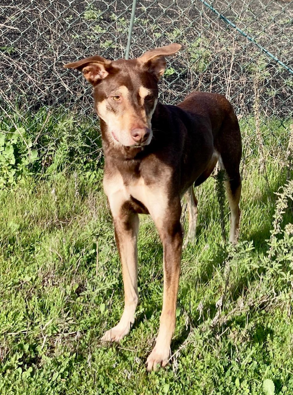 Enlarge Kaia, a ADOPTABLE mixed breed in Camp Pendleton, CA image 2/6