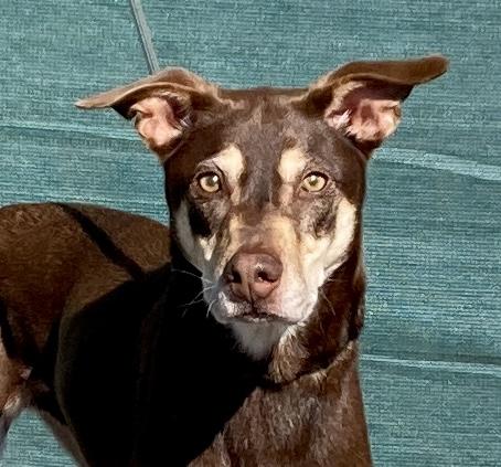 Kaia, ADOPTABLE, Senior Female Doberman Pinscher & Shepherd.