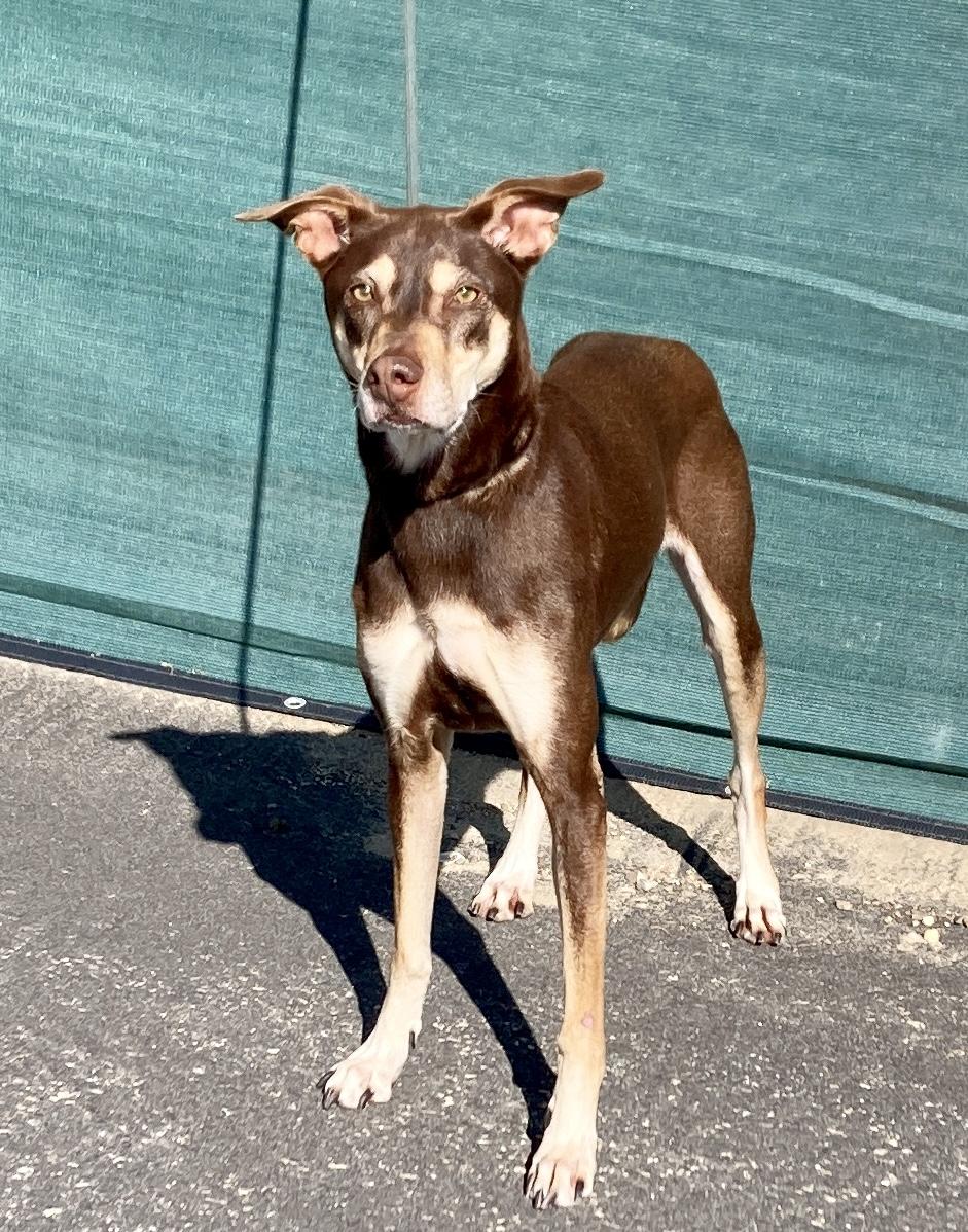 Enlarge Kaia, a ADOPTABLE mixed breed in Camp Pendleton, CA image 2/6