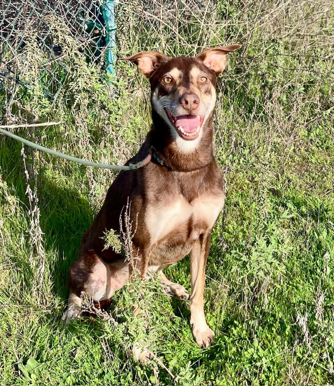 Enlarge Kaia, a ADOPTABLE mixed breed in Camp Pendleton, CA image 3/6