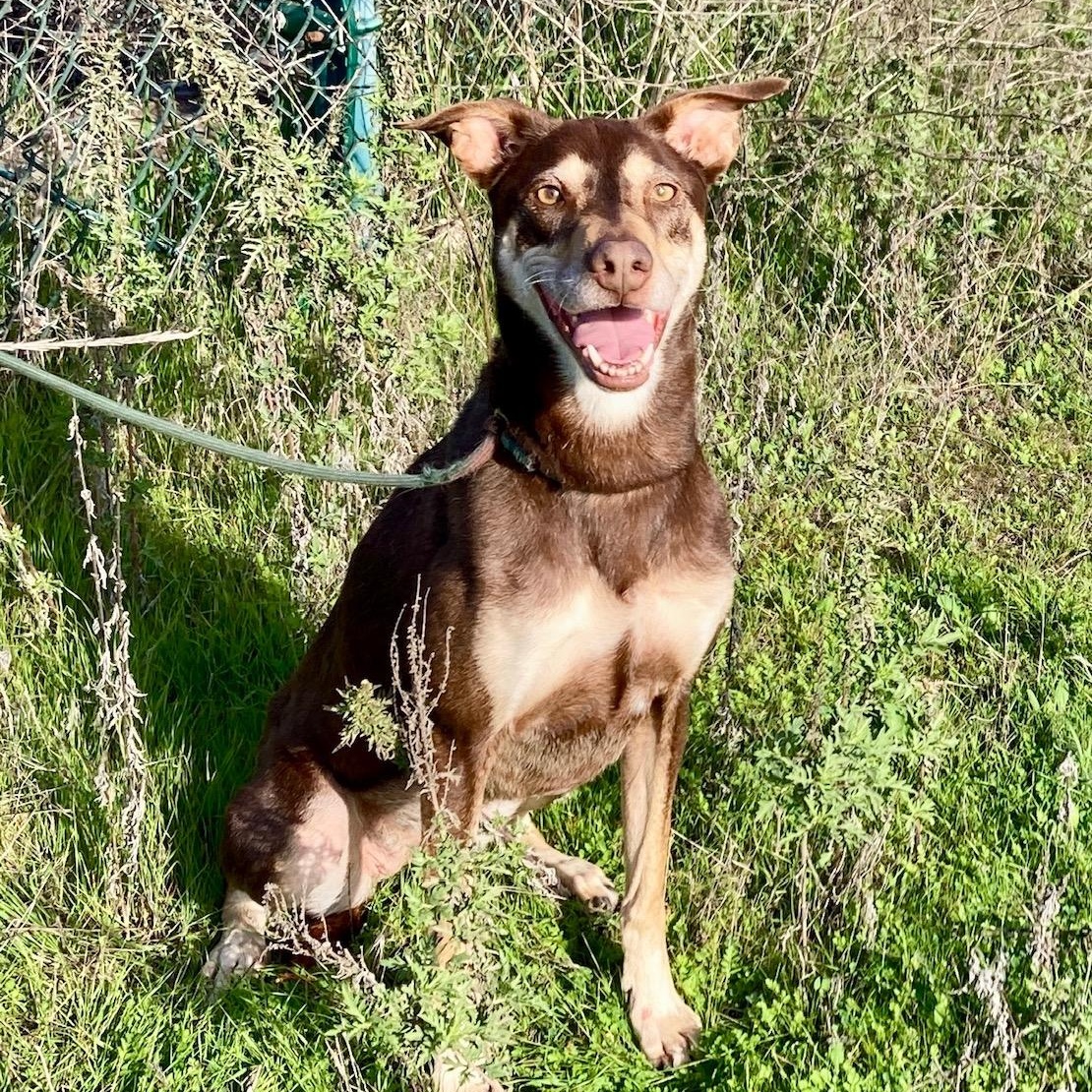 Kaia, an adoptable mixed breed in Camp Pendleton, CA image 3/6