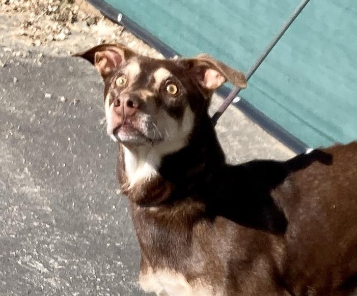 Enlarge Kaia, a ADOPTABLE mixed breed in Camp Pendleton, CA image 3/6