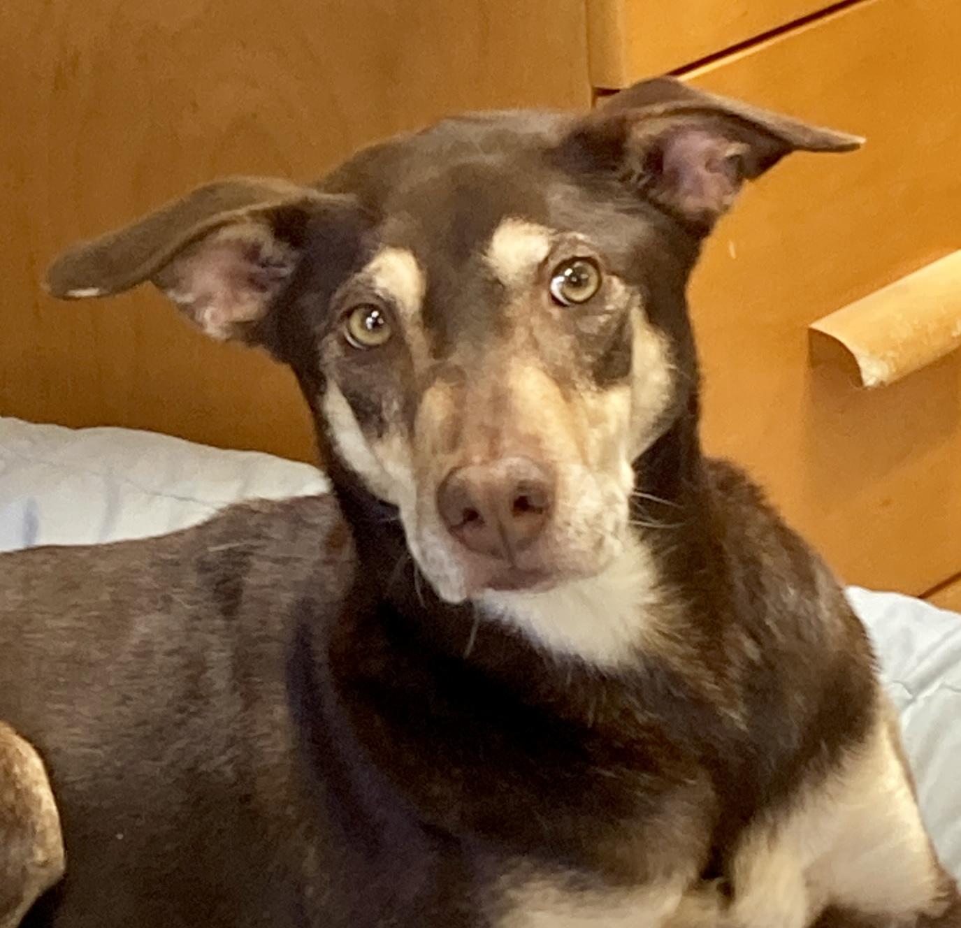 Kaia, ADOPTABLE, Senior Female Doberman Pinscher & Shepherd.