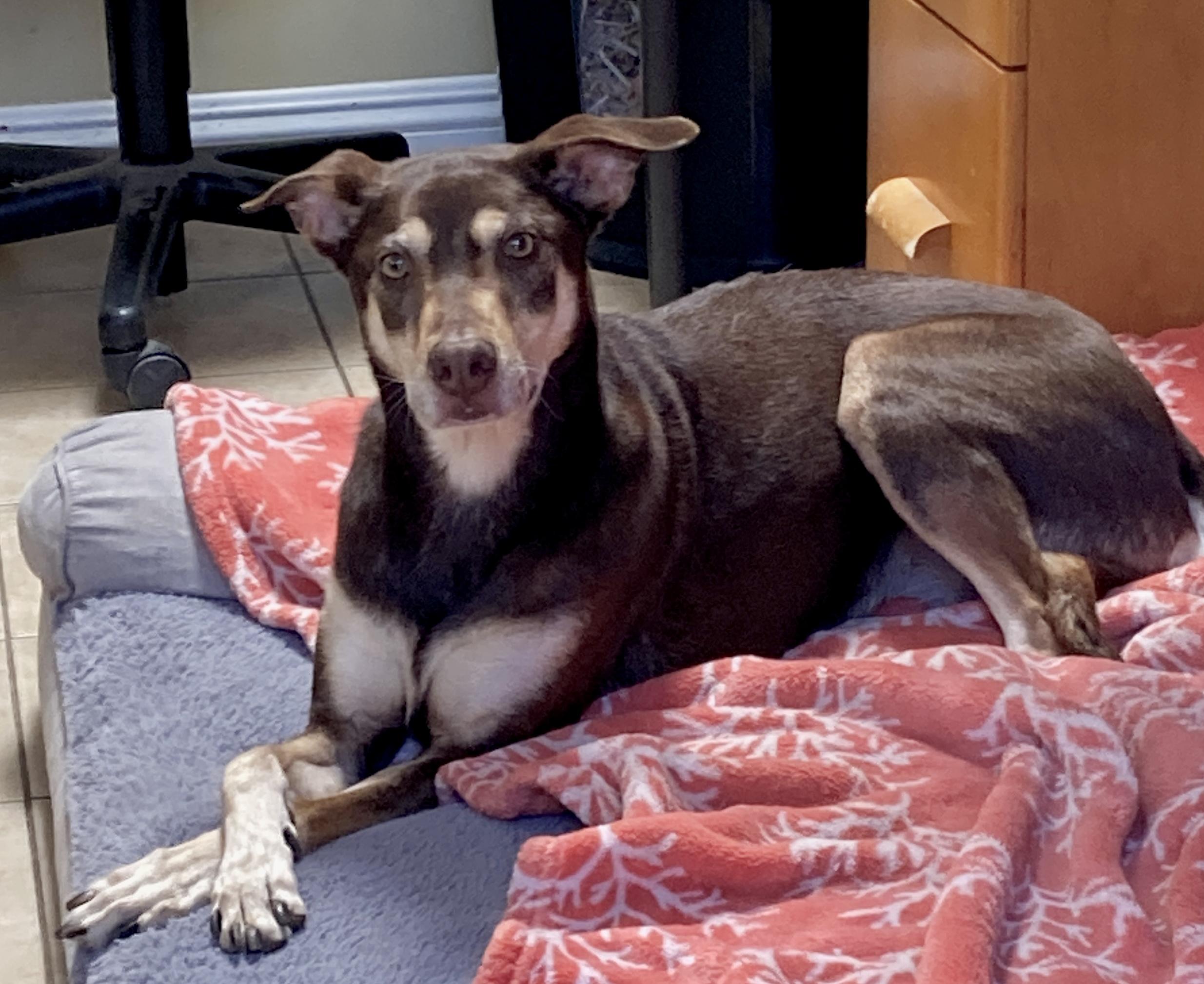 Kaia, an adoptable mixed breed in Camp Pendleton, CA image 5/6