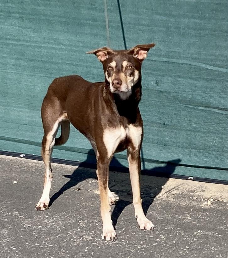 Enlarge Kaia, a ADOPTABLE mixed breed in Camp Pendleton, CA image 4/6