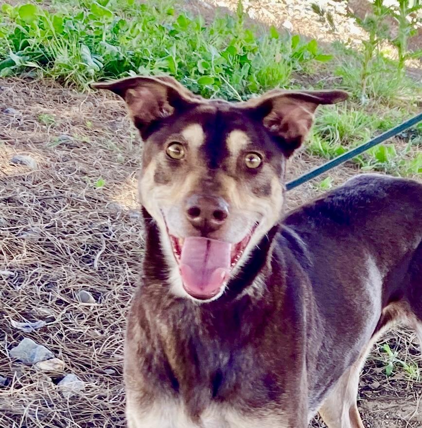 Kaia, adoptable, Senior Female Doberman Pinscher & Shepherd.