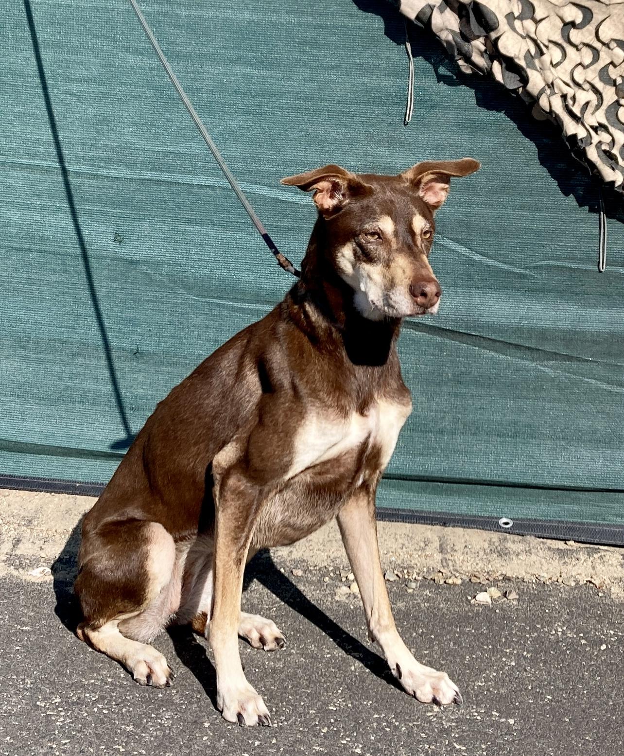 Enlarge Kaia, a ADOPTABLE mixed breed in Camp Pendleton, CA image 5/6