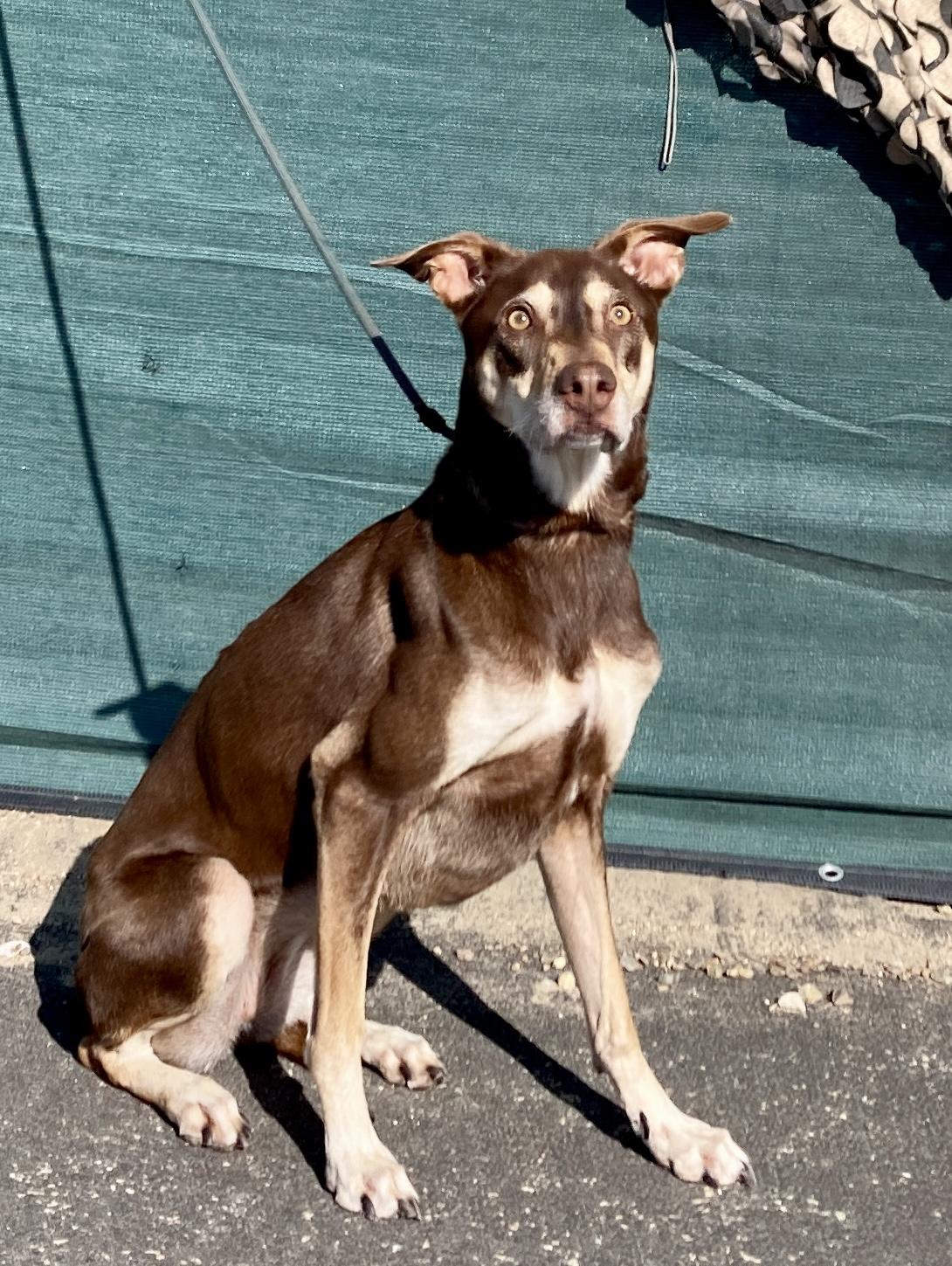 Enlarge Kaia, a ADOPTABLE mixed breed in Camp Pendleton, CA image 6/6