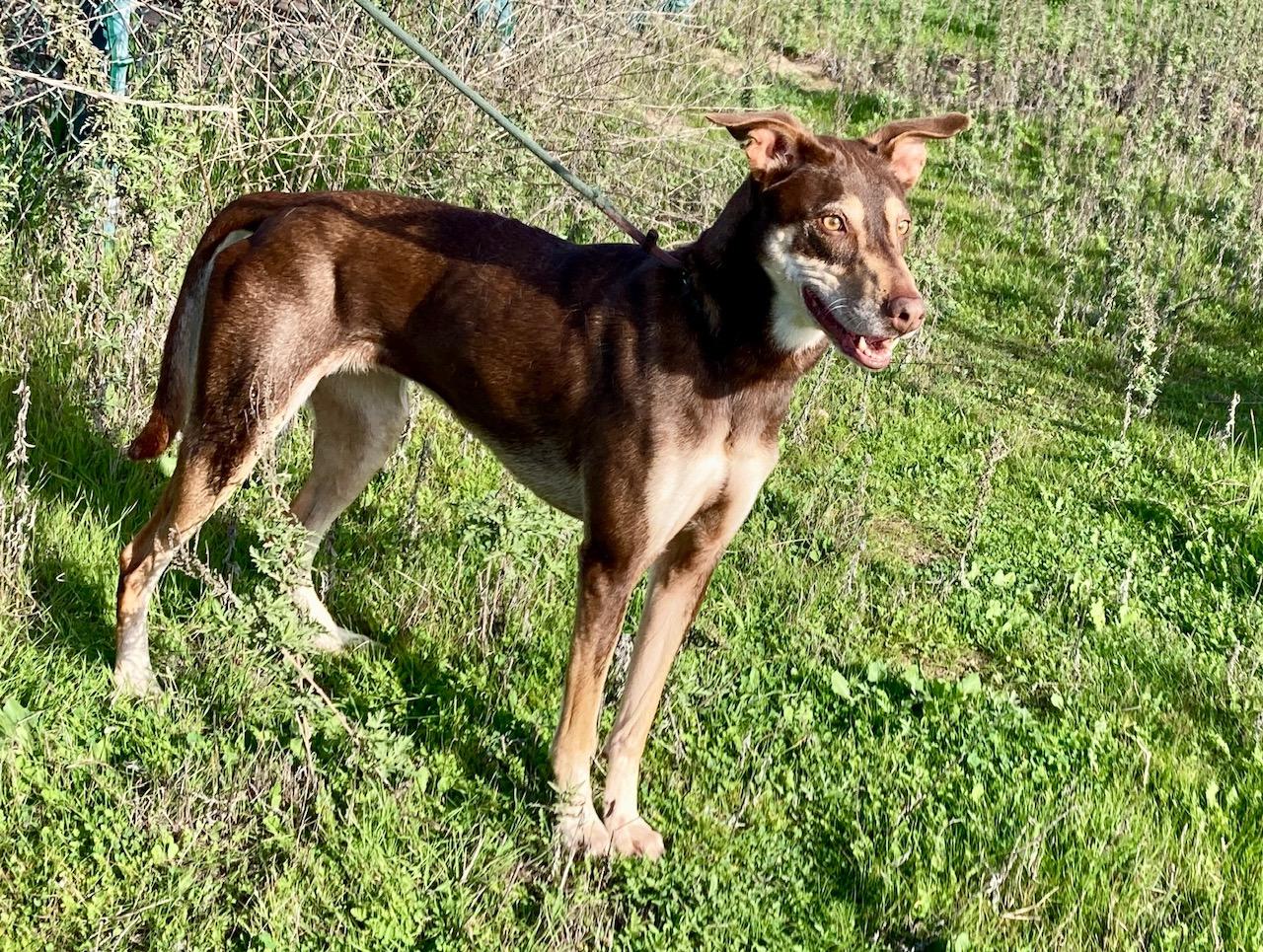 Enlarge Kaia, a ADOPTABLE mixed breed in Camp Pendleton, CA image 6/6