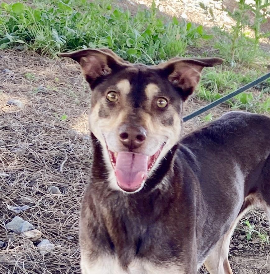 Kaia, ADOPTABLE, Senior Female Doberman Pinscher & Shepherd.