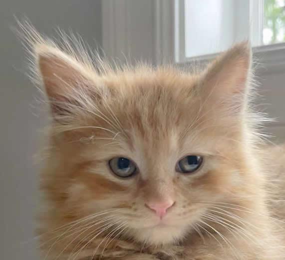 Murphy, Baby Male Domestic Long Hair