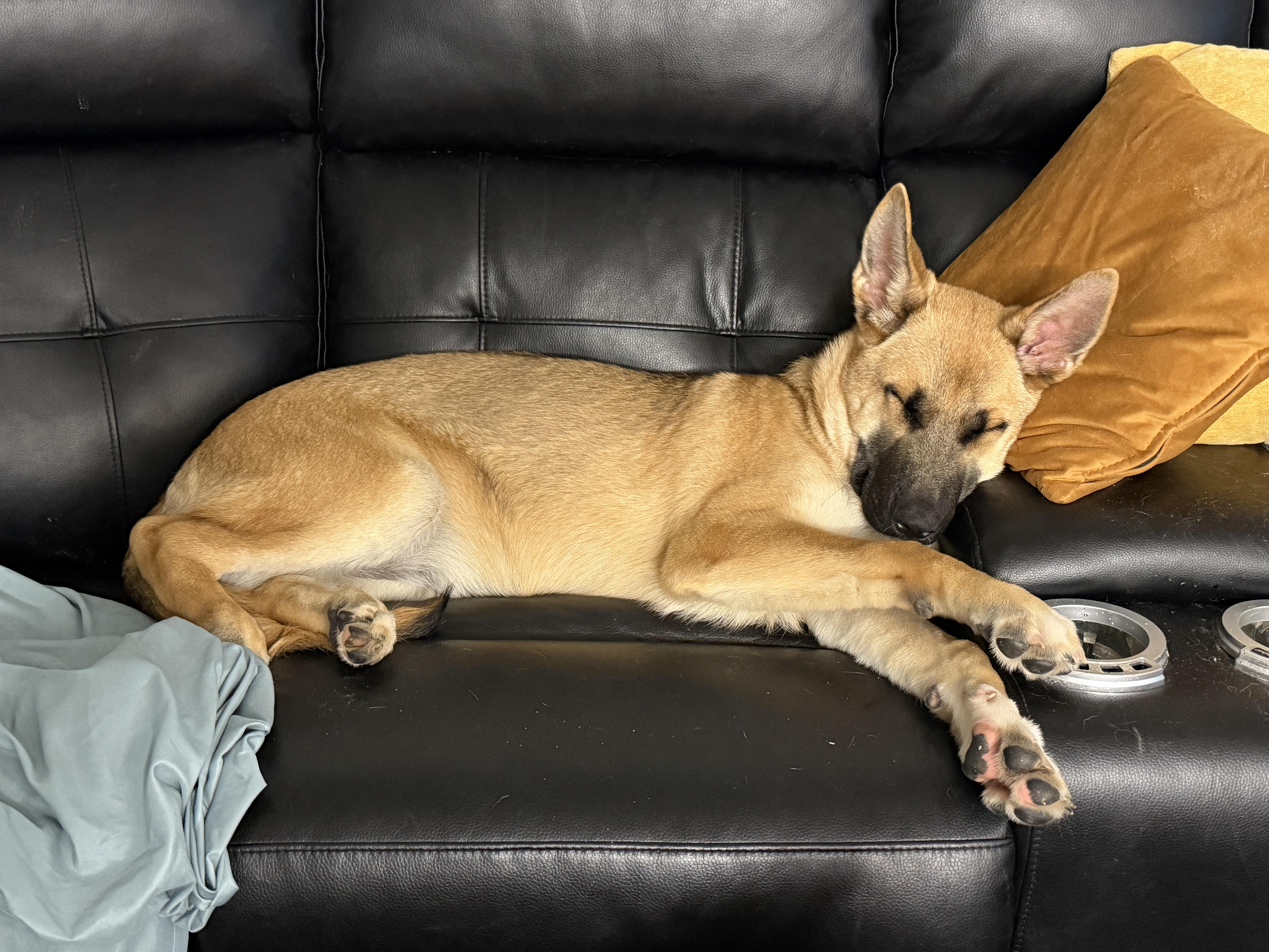 Mak CP, a Adoptable mixed breed in Cumming, GA image 3/5