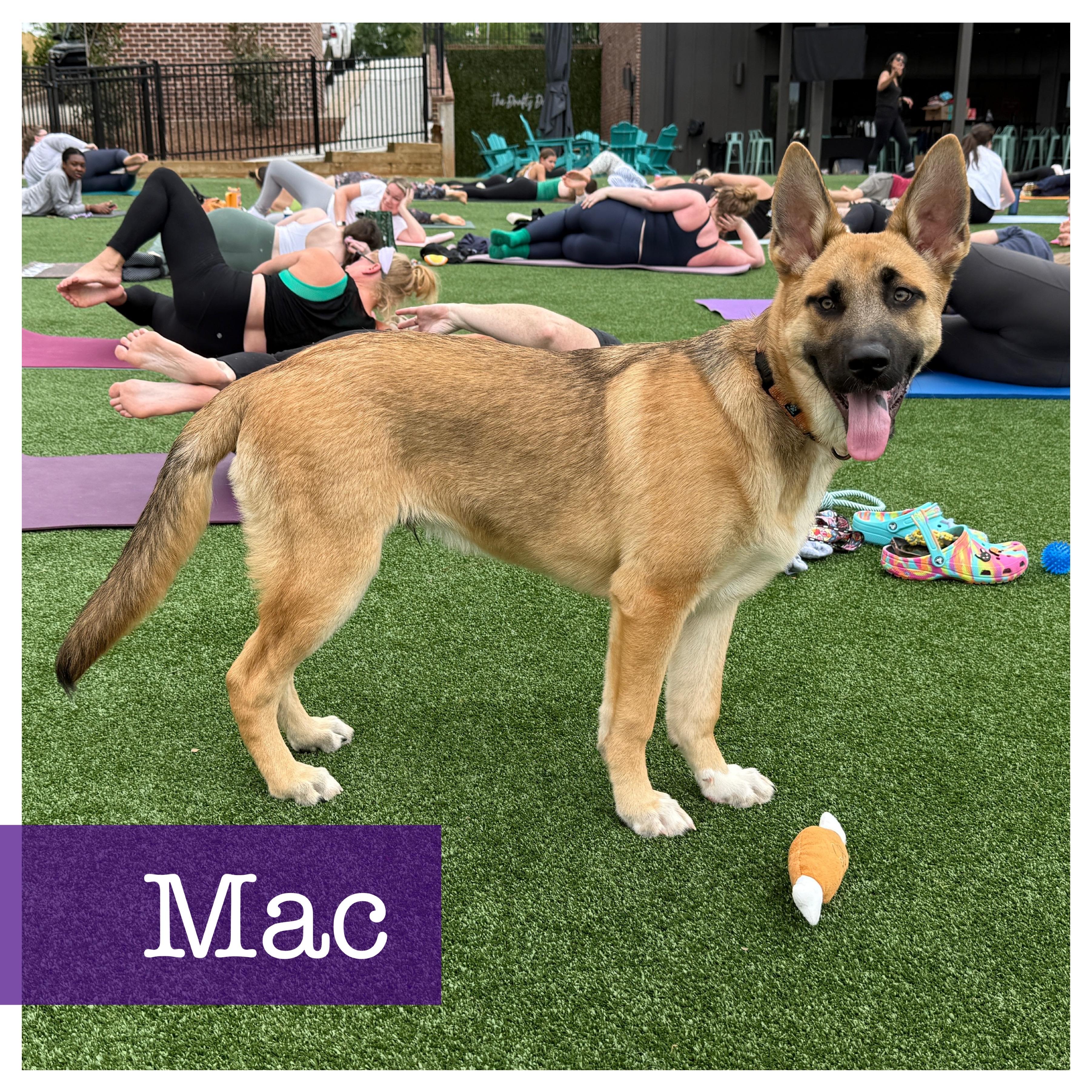 Mac CP German Shepherd Dog Dog