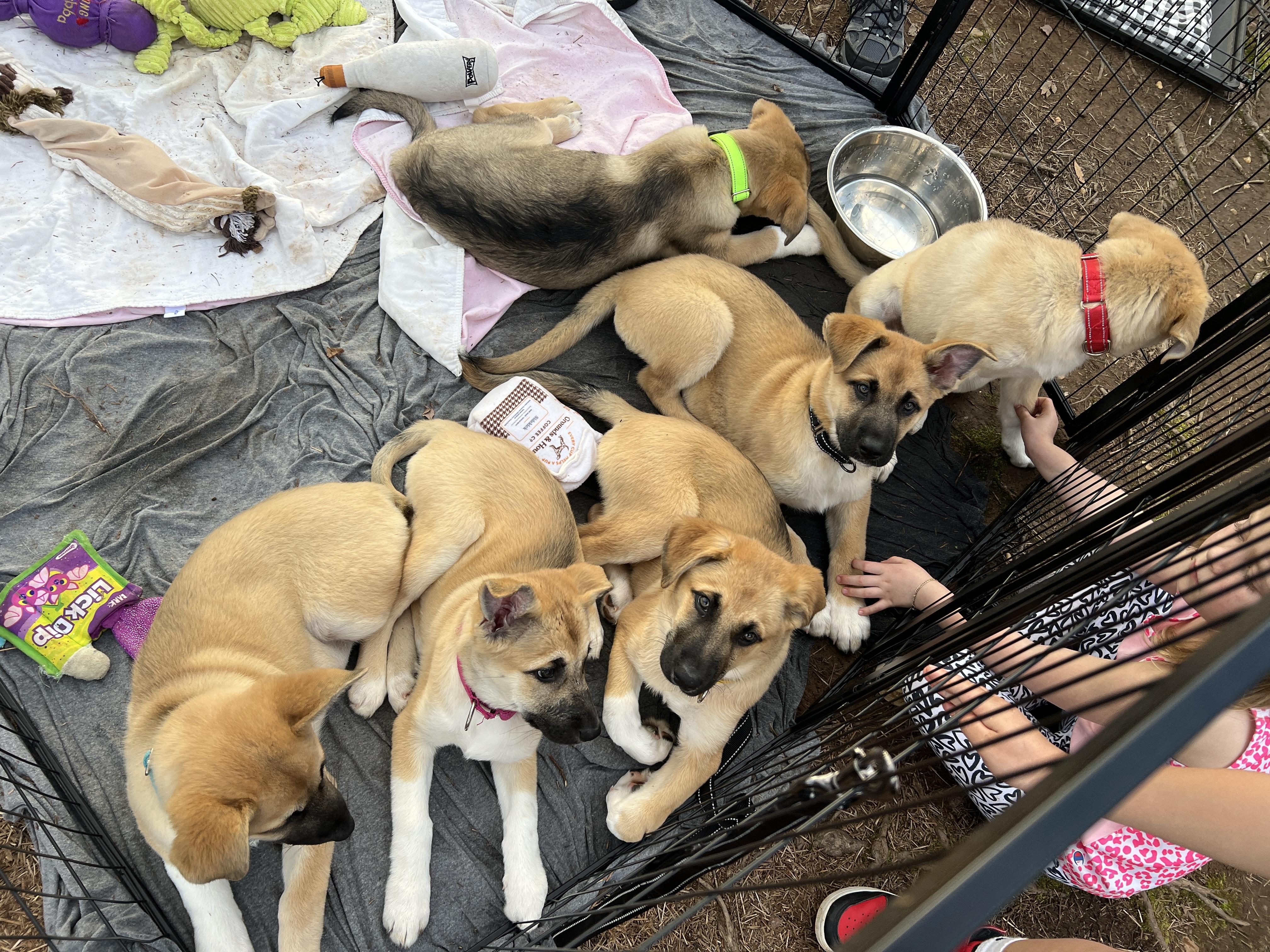 Mak CP, a Adoptable mixed breed in Cumming, GA image 4/5