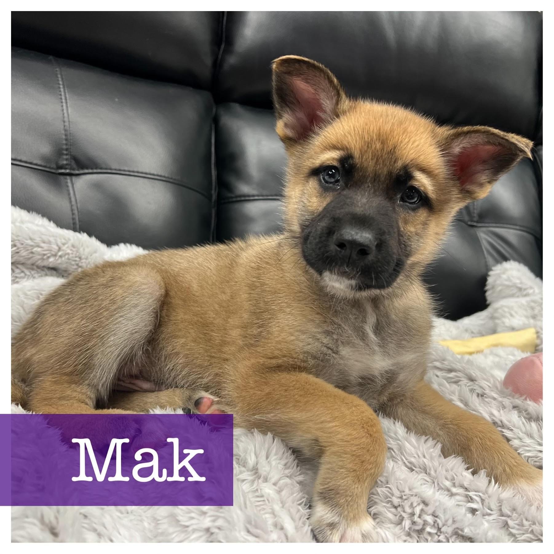 Mak CP, a Adoptable mixed breed in Cumming, GA image 5/5