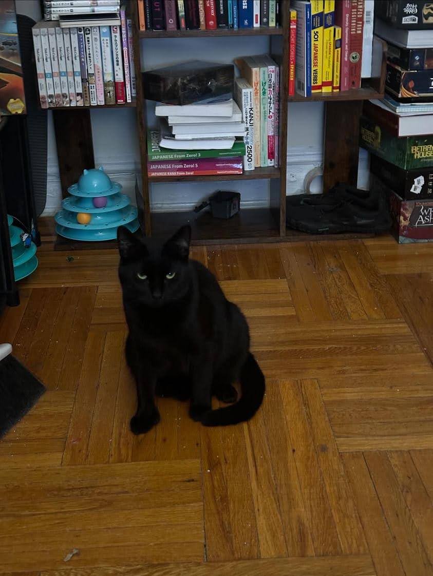 Enlarge Krow, a Adoptable American Shorthair in Brooklyn, NY image 2/3