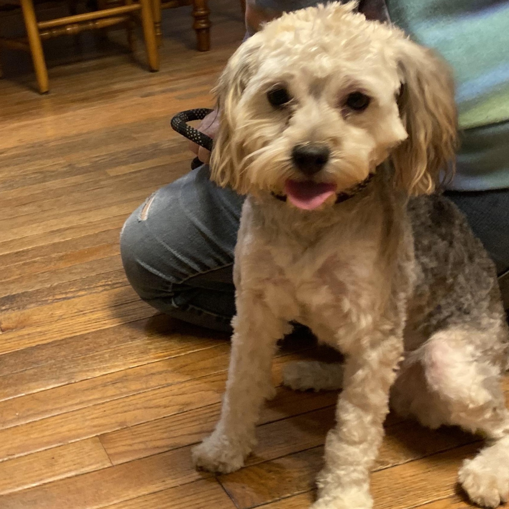 Enlarge Laverne, a Adoptable mixed breed in Naperville, IL image 3/4