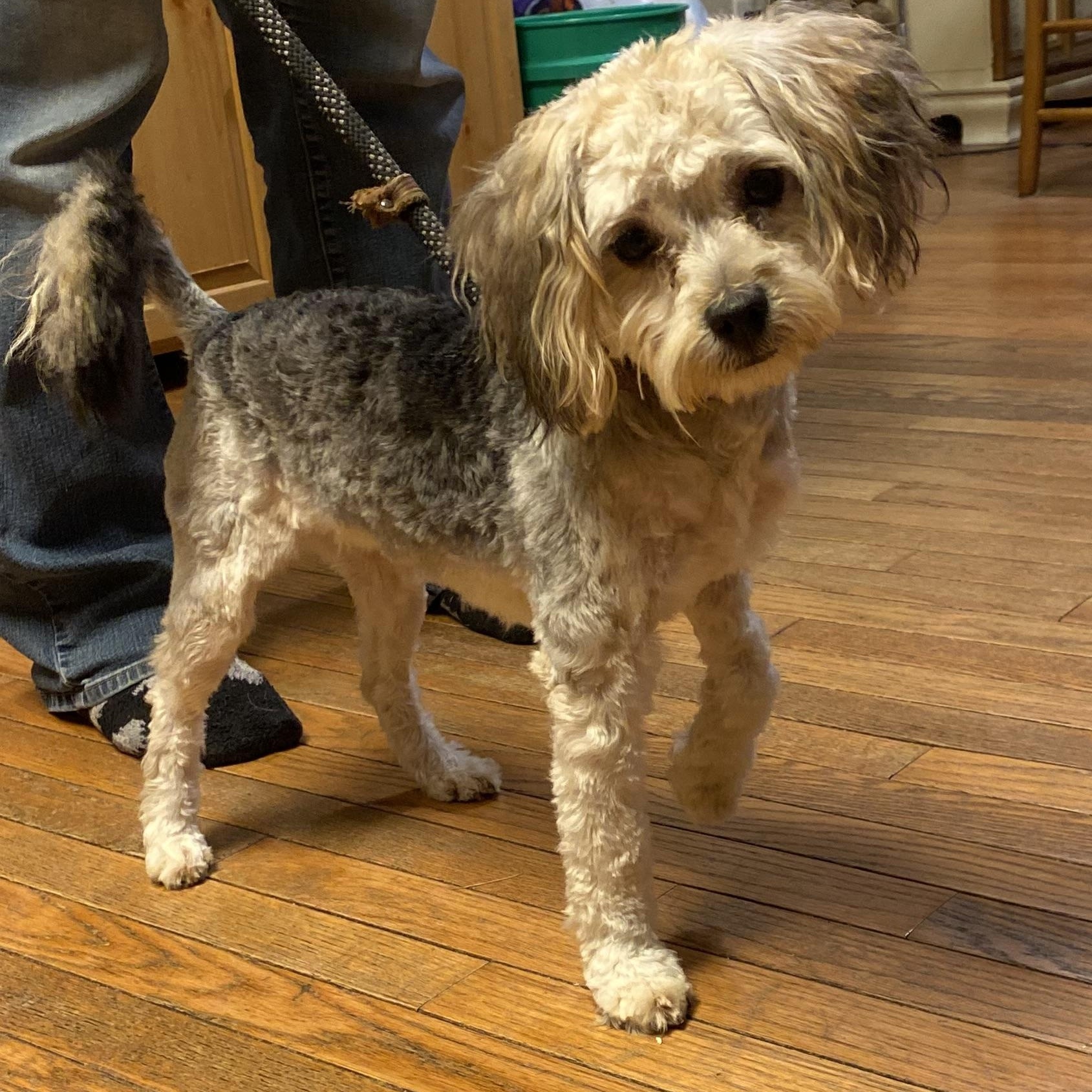 Laverne, Adoptable, Young Male Shih Tzu & Poodle.