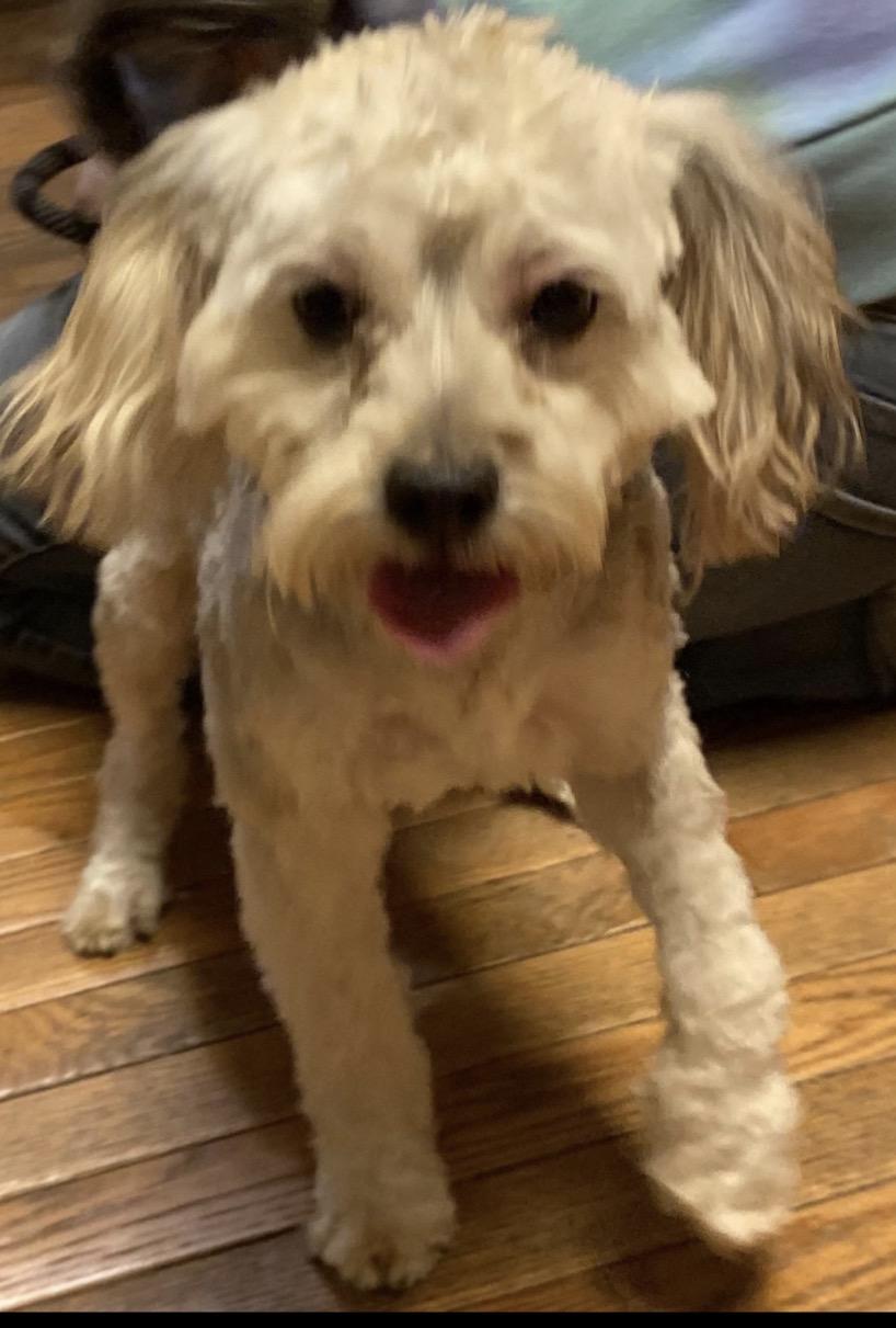 Enlarge Laverne, a Adoptable mixed breed in Naperville, IL image 2/4