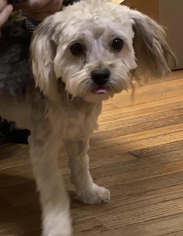 Enlarge Laverne, a Adoptable mixed breed in Naperville, IL image 4/4