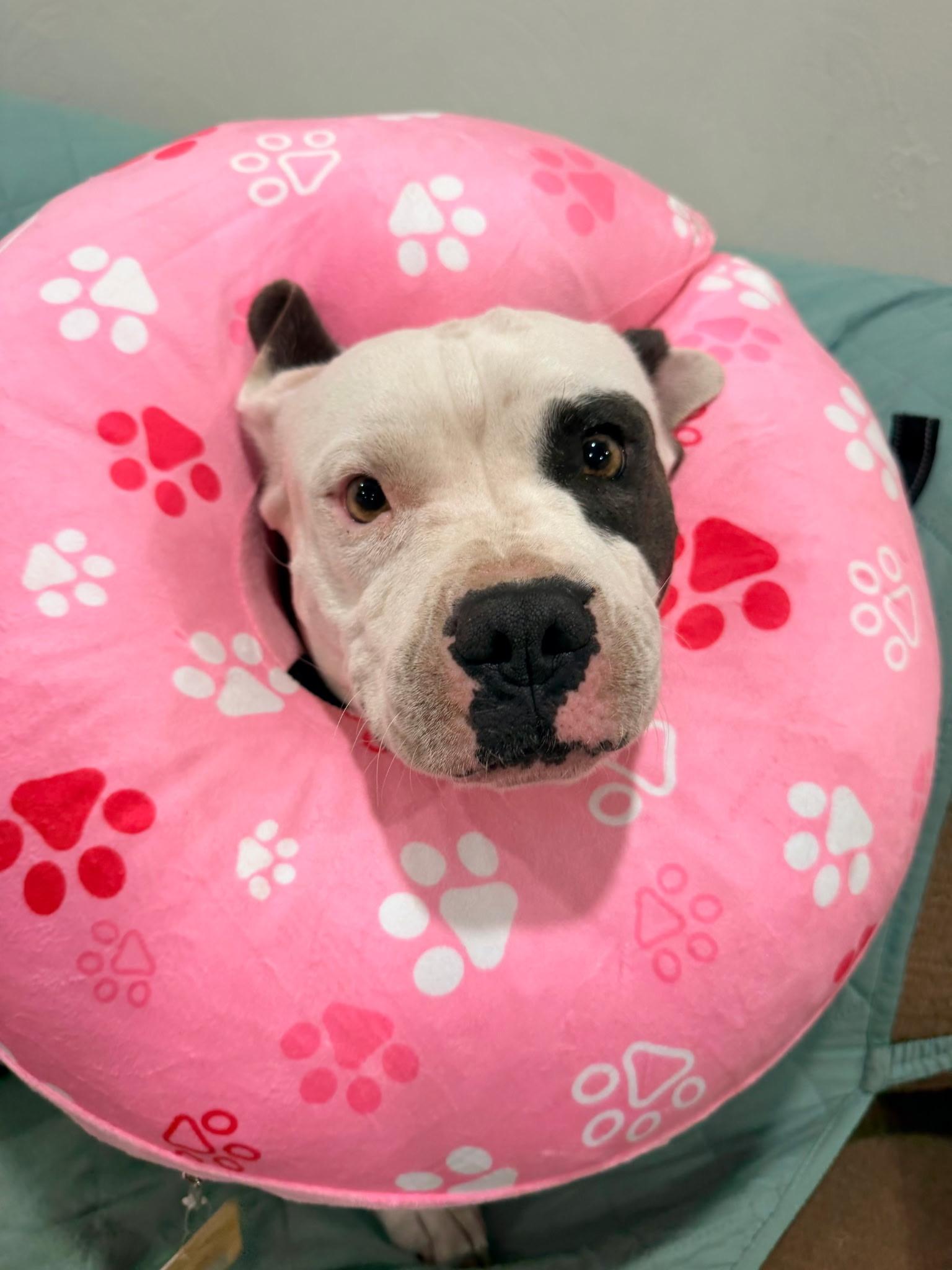 Betsy, a Adopted mixed breed in Colorado Springs, CO image 2/5
