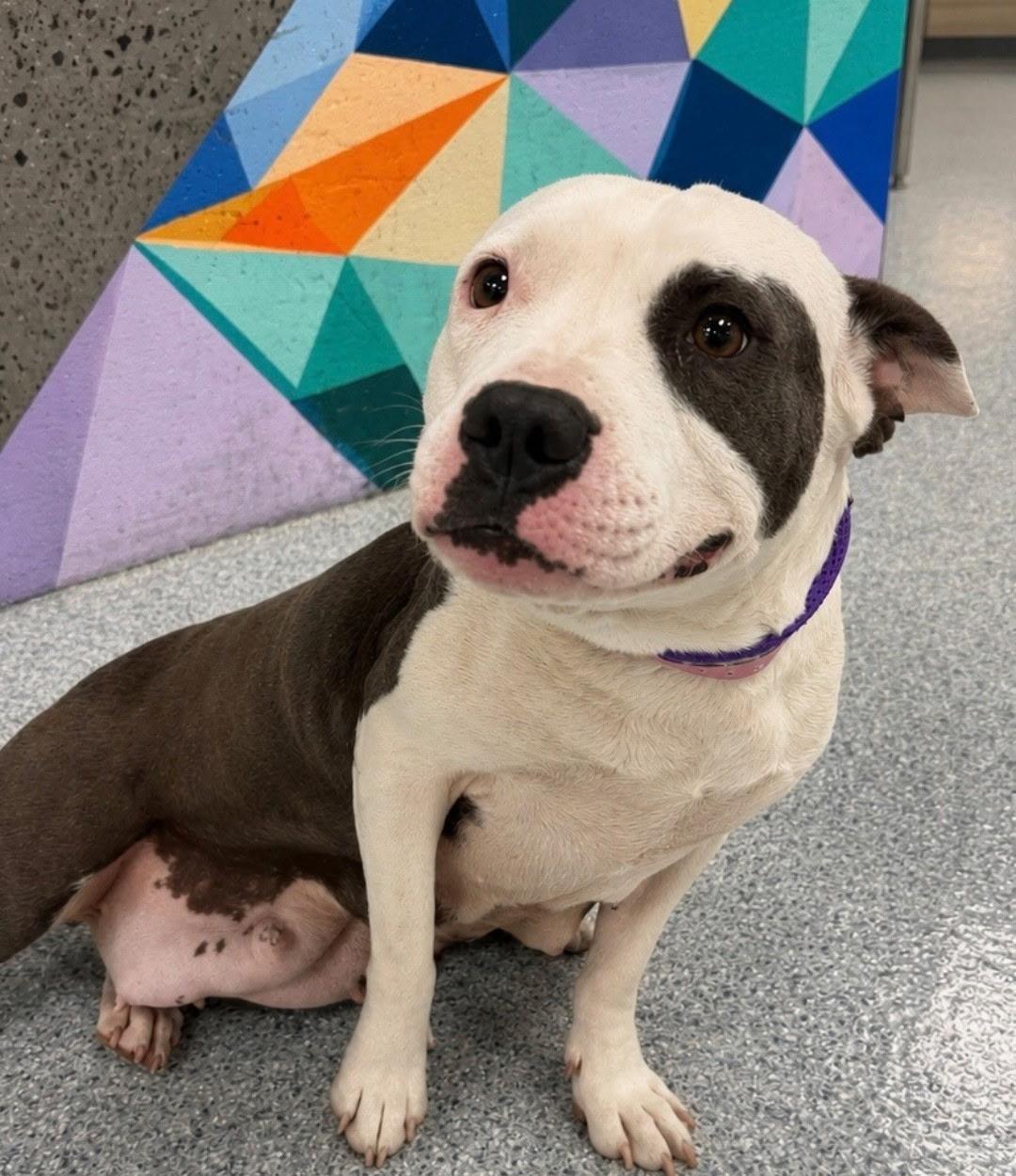 Betsy, a Adopted mixed breed in Colorado Springs, CO image 4/5